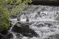 American Dippers 2243